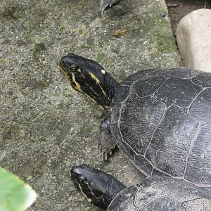 ID? - Trailside Museums and Zoo