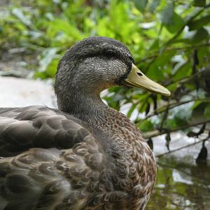 ID? - Smithsonian National Zoo
