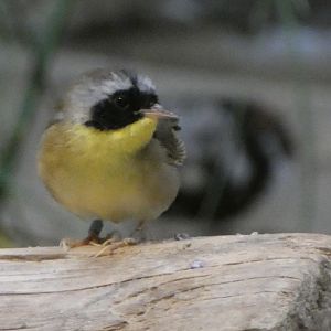 ID? - Smithsonian National Zoo