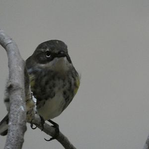ID? - Smithsonian National Zoo