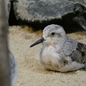 ID? - Smithsonian National Zoo