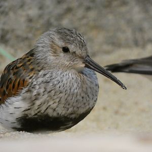 ID? - Smithsonian National Zoo