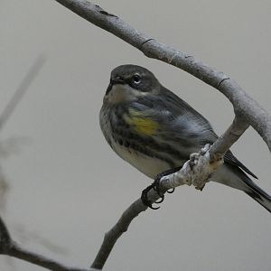 ID? - Smithsonian National Zoo