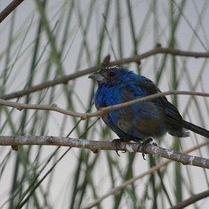 ID? - Smithsonian National Zoo