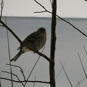 ID? - Smithsonian National Zoo