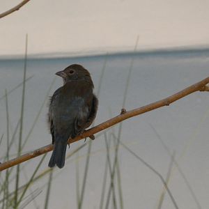 ID? - Smithsonian National Zoo