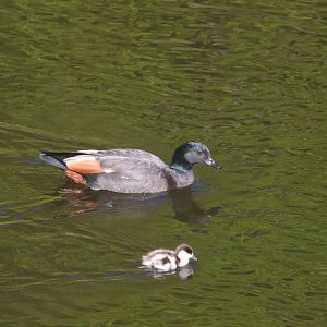 Paradise Shelduck drake and duckling
