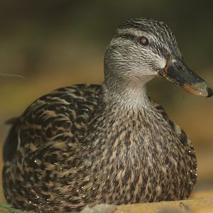 Mallard female