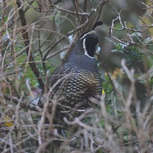 California Quail male, giving contact call