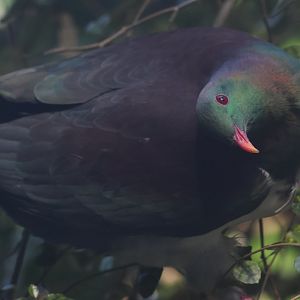 Kererū