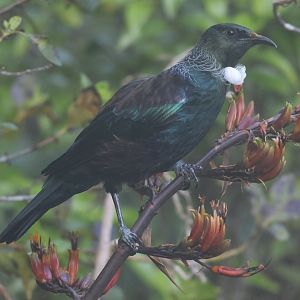 Tūī