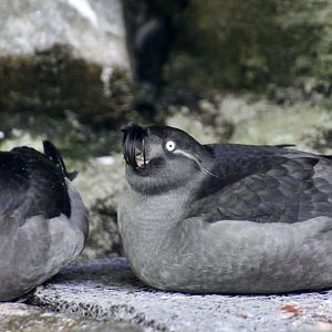 Crested Auklets (Aethia cristatella)
