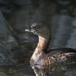 Pied-Billed Grebe (Podilymbus podiceps podiceps)