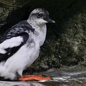 Pigeon Guillemot (Cepphus columba) nonbreeding plumage