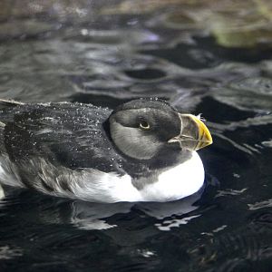 Horned Puffin (Fratercula corniculata) winter plumage