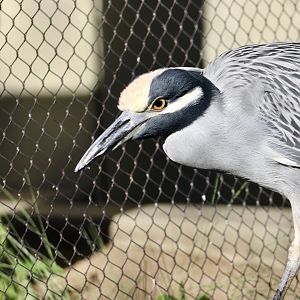 Western Yellow-Crowned Night Heron (Nyctanassa violacea bancrofti)