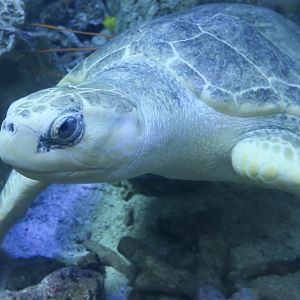 Olive Ridley Sea Turtle (Lepidochelys olivacea)