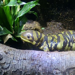 Barred Tiger Salamander (Ambystoma mavortium)