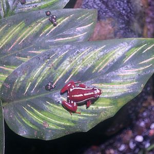 Anthony's Poison Arrow Frog (Epipedobates anthonyi) with eggs