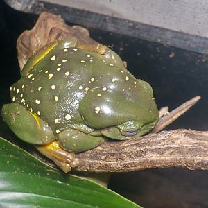 Magnificent Tree Frog (Ranoidea splendida)