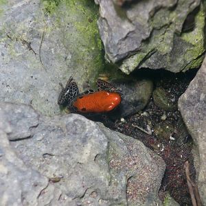 Red-Backed Poison Frog (Ranitomeya reticulata)