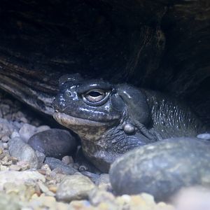 Colorado River Toad (Incilius alvarius)