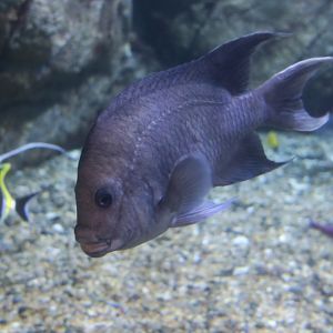 Giant Damselfish (Microspathodon dorsalis)