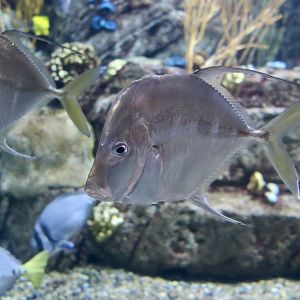 Mexican Lookdown (Selene brevoortii)