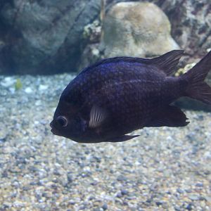 Pacific Sergeant Major (Abudefduf troschelii)