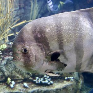Pacific Spadefish (Chaetodipterus zonatus)