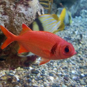Panamic Soldierfish (Myripristis leiognathus)