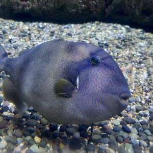 Stone Triggerfish (Pseudobalistes naufragium)