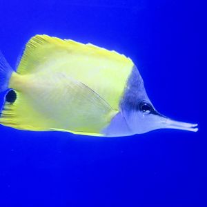 Yellow Longnose Butterflyfish (Forcipiger flavissimus)