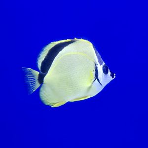 Blacknosed Butterflyfish (Johnrandallia nigrirostris)