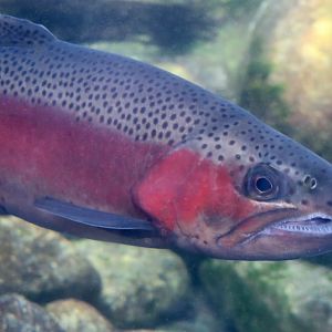 Steelhead Trout (Oncorhynchus mykiss irideus)