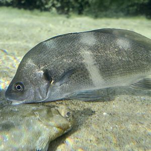 Black Croaker (Cheilotrema saturnum)