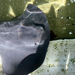 Pelagic Stingray (Pteroplatytrygon violacea)