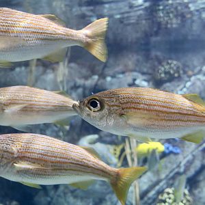 California Salema (Xenistius californiensis)