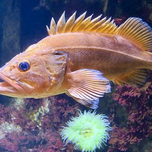 Yelloweye Rockfish (Sebastes ruberrimus)