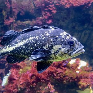 China Rockfish (Sebastes nebulosus)