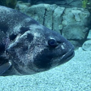 Giant Sea Bass (Stereolepis gigas)