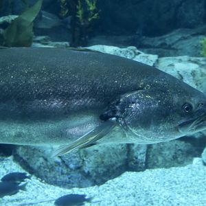 White Weakfish (Atractoscion nobilis)