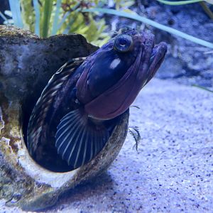 Sarcastic Fringehead (Neoclinus blanchardi)