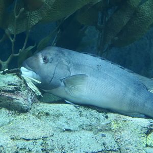 California Sheephead Wrasse (Semicossyphus pulcher)
