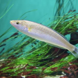 Señorita (Oxyjulis californica)