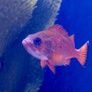 Vermilion Rockfish (Sebastes miniatus) young