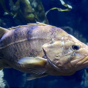 Cowcod (Sebastes levis)