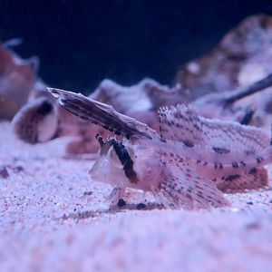 Sailfin Sculpin (Nautichthys oculofasciatus)