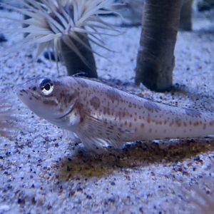 Longspine Combfish (Zaniolepis latipinnis)