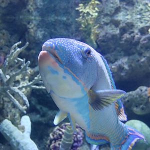 Spotted Parrotfish (Cetoscarus ocellatus)